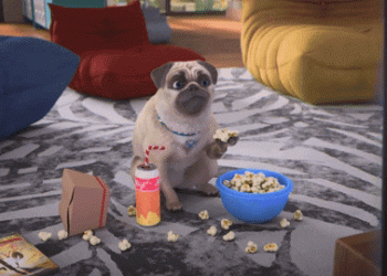 Uy hayvoni bo‘lish & Ko‘cha hayvoni bo‘lish: Bir kunlik hikoya