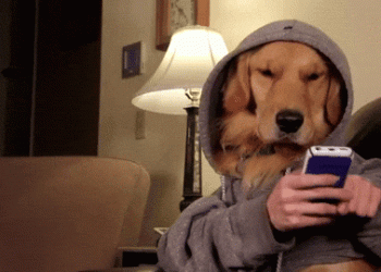 Hayvonlar Telegram ishlatganida ular haqidagi bo‘lim qanday bo‘lardi?