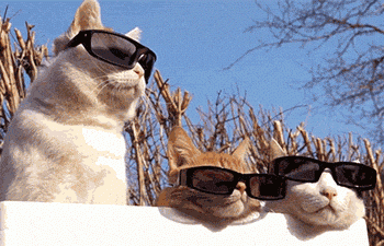 Sizni mushuk nigohi bilan tasvirlaydigan 6 holat