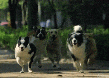 Itlar haqida siz noto‘g‘ri biladigan 7 ta haqiqat