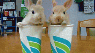 Hayvonlar Haqida Sizni Lol Qoldiradigan 9 Qiziqarli Fakt!