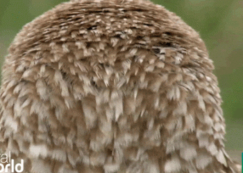 Burgut, Bo‘ri va Boyo‘g‘lining Sirli Ma’nolari