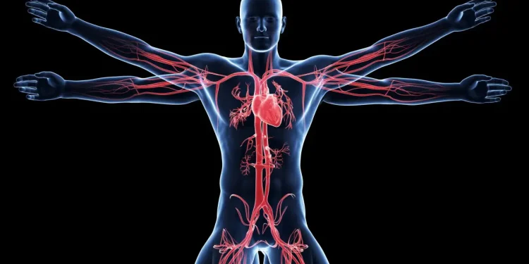 Inson tanasi haqidagi ishonish qiyin bo‘lgan 4 fakt