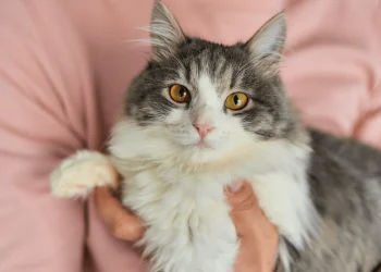 Finlyandiyada erkak mushug‘i vafoti uchun “bolnichniy” oldi