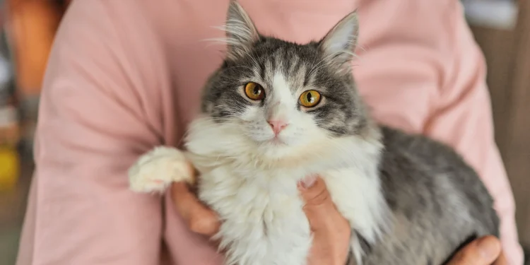 Finlyandiyada erkak mushug‘i vafoti uchun “bolnichniy” oldi