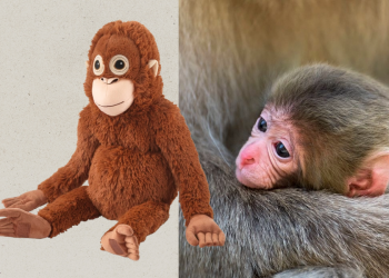 Yumshoq o‘yinchog‘ini qo‘yib yubormaydigan “Punch” ismli maymun internetda mashhur bo‘ldi!