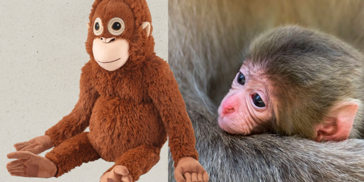 Yumshoq o‘yinchog‘ini qo‘yib yubormaydigan “Punch” ismli maymun internetda mashhur bo‘ldi!