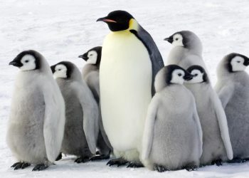Imperator pingvinlari yo‘qolib ketish xavfi ostida