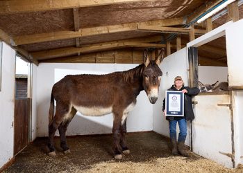 Dunyodagi eng uzun quloqli eshak Ginnes rekordiga kiritildi