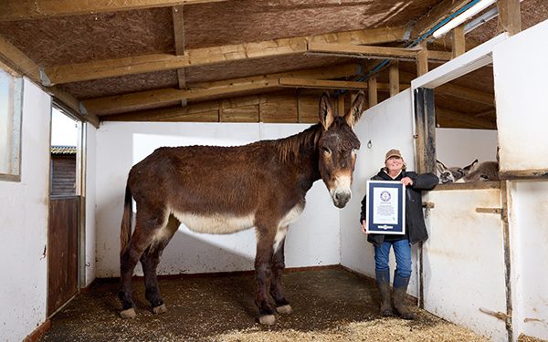 Dunyodagi eng uzun quloqli eshak Ginnes rekordiga kiritildi