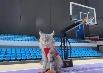 Xitoylik bloger mushuklari uchun basketbol arenasi qurdi