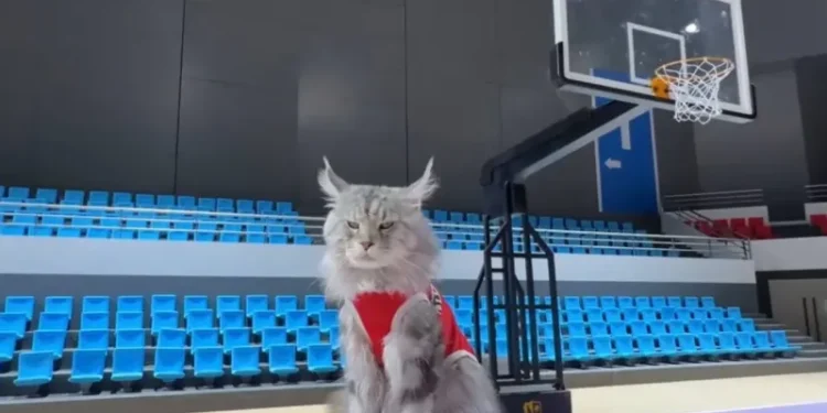 Xitoylik bloger mushuklari uchun basketbol arenasi qurdi