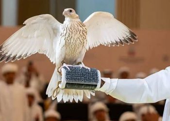 BAAda noyob oq lochin 571 ming dollarga sotildi: bu summa lochinlar uchun jahon rekordi bo‘ldi